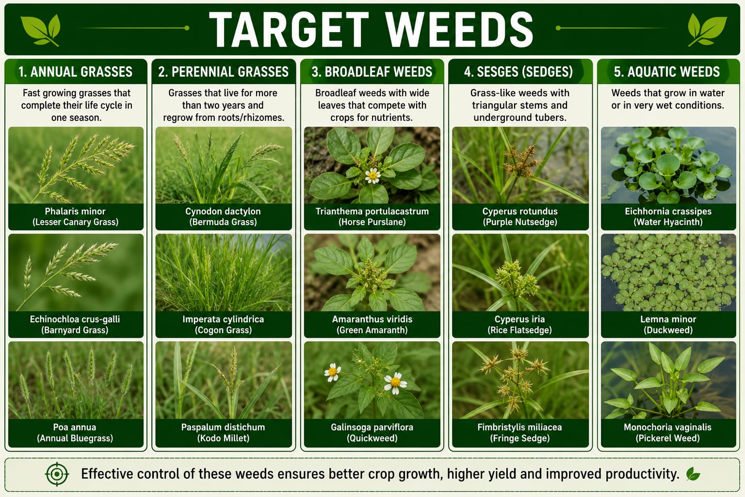 KrishiSathi GLYPHIOSTAR Glyphosate 41% SL Herbicide