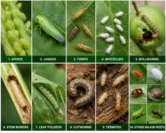 KrishiSathi DHURANDHAR 505 Insecticide